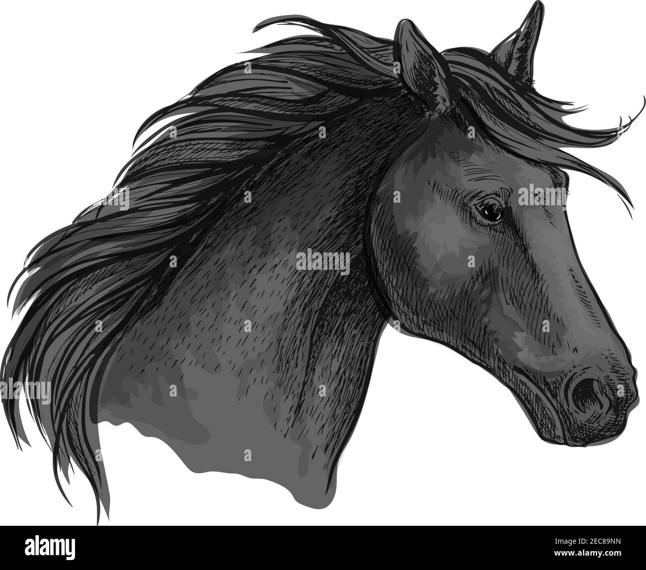 sketched-riding-horse-head-black-purebred-arabian-stallion-for-riding-club-symbol-equestrian