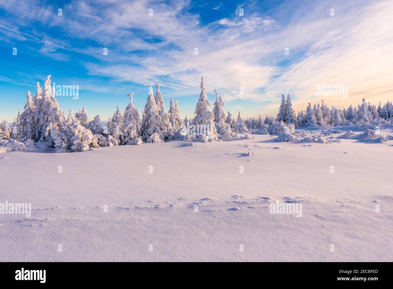 Winter fir and pine forest covered with snow after strong snowfall in ...