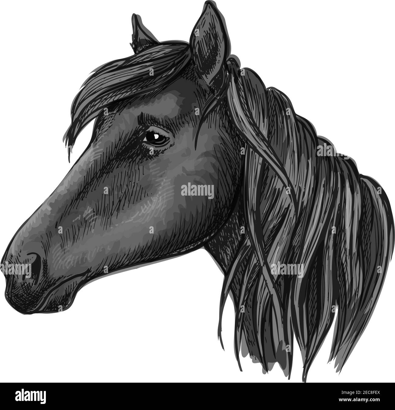 Black riding horse sketch with head of purebred arabian mare horse. For equestrian sporting competition, horse racing or t-shirt print design Stock Vector