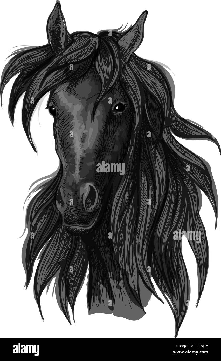 Arabian horse head sketch of black purebred racehorse mare. Use for horse racing badge, equestrian sport symbol or t-shirt print design Stock Vector