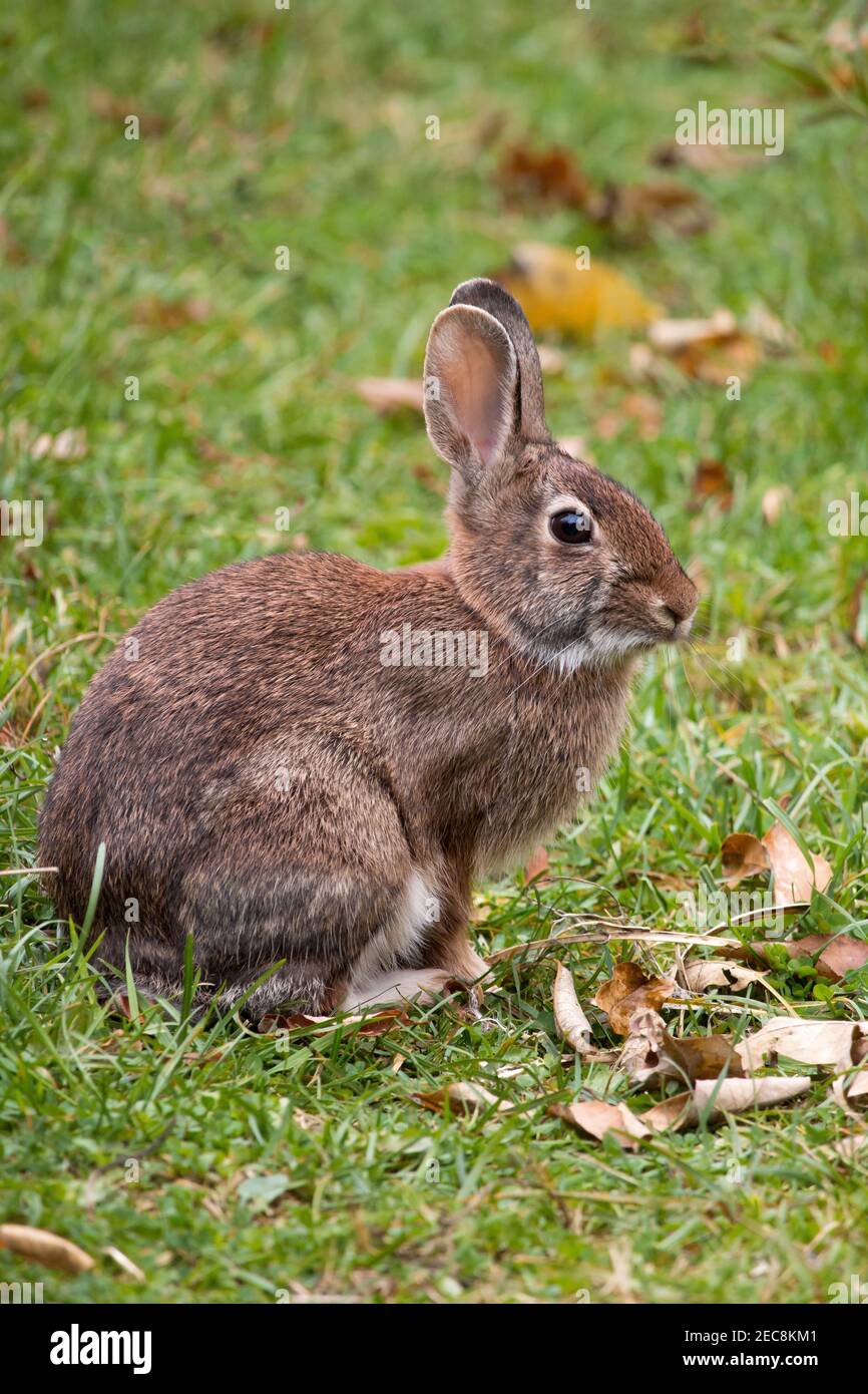 The Eastern Cottontail is the most common rabbit in the eastern and central United States