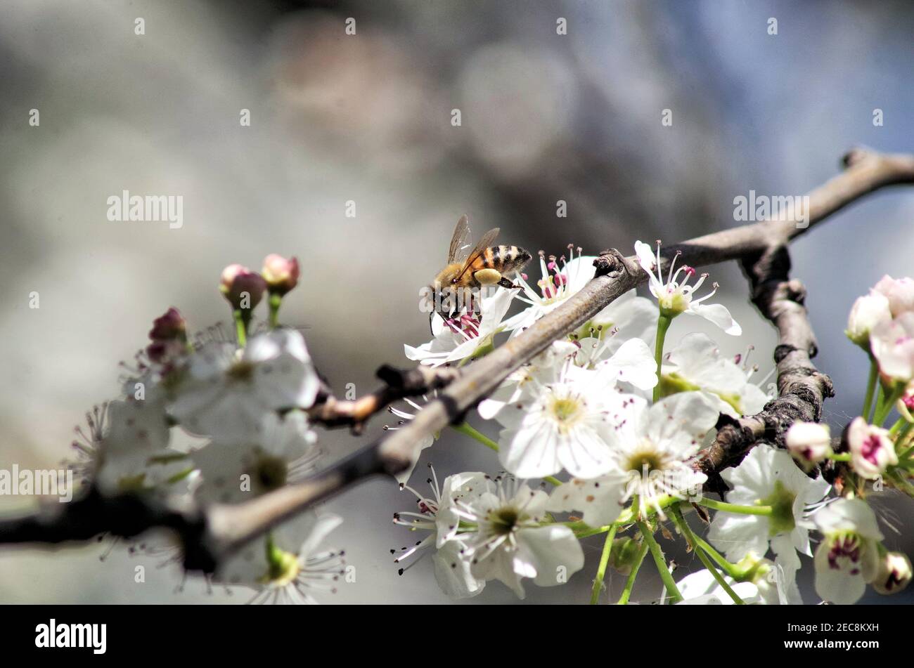 Extreme close up honey bees hi-res stock photography and images - Alamy