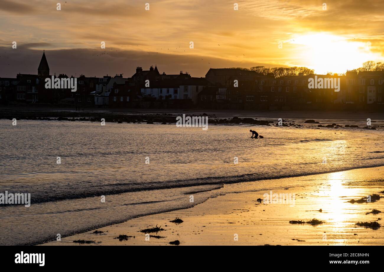 Wild swimmer in Firth of Forth sea at sunrise, West Bay beach in Winter, North Berwick, East Lothian, Scotland, UK Stock Photo