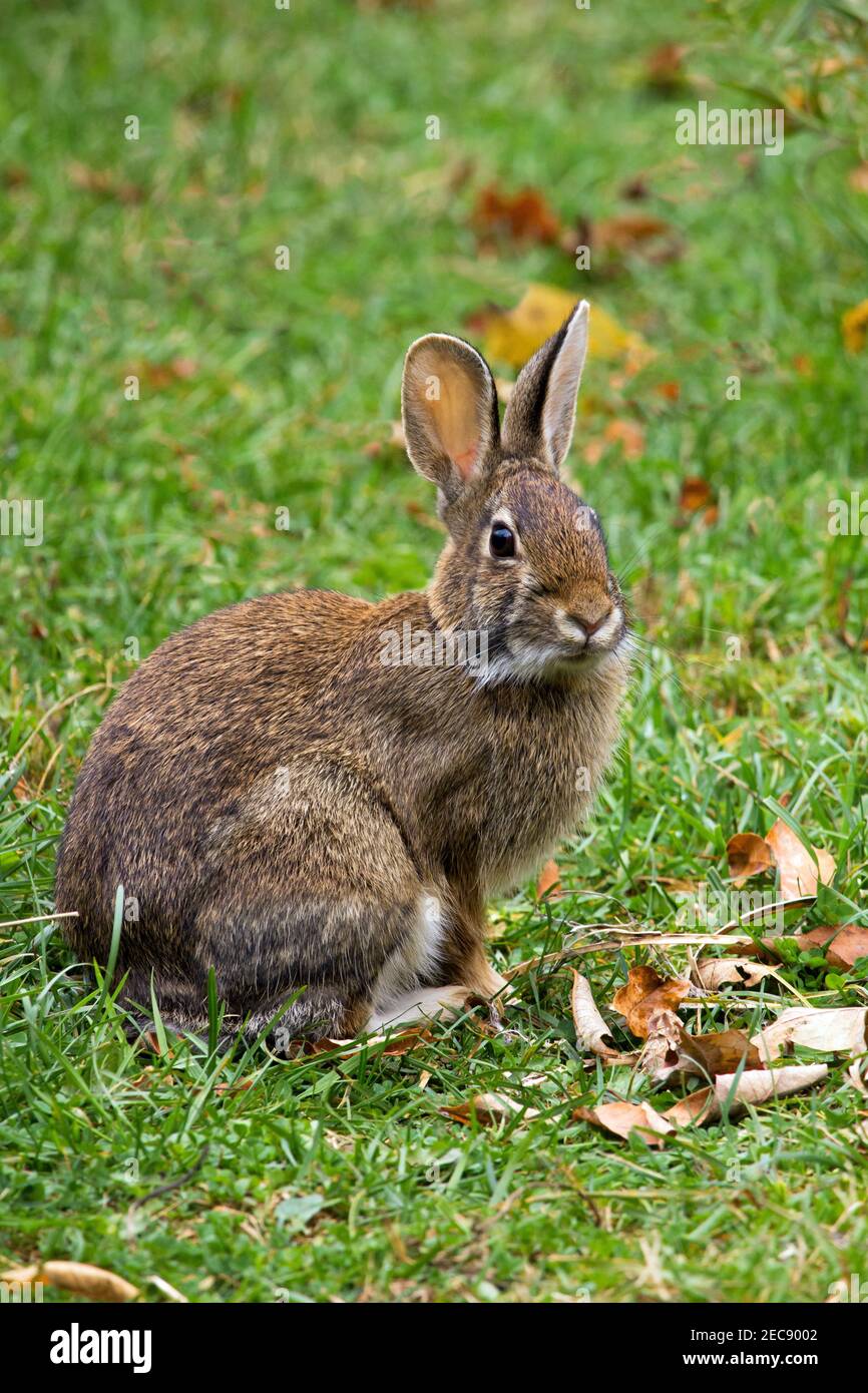 The Eastern Cottontail is the most common rabbit in the  eastern and central United States inhabiting old fields, farms, and brushy areas. It is seen Stock Photo