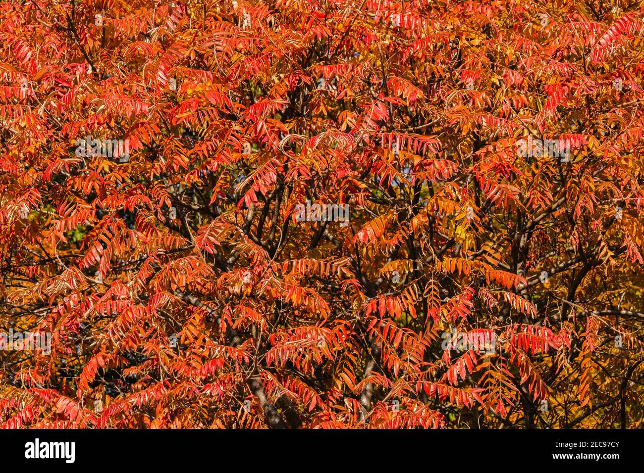 Staghorn Sumac is a small tree found in open and disturbed areas in the northeast United States and southeast Canada.  In autumn it displays brilliant Stock Photo