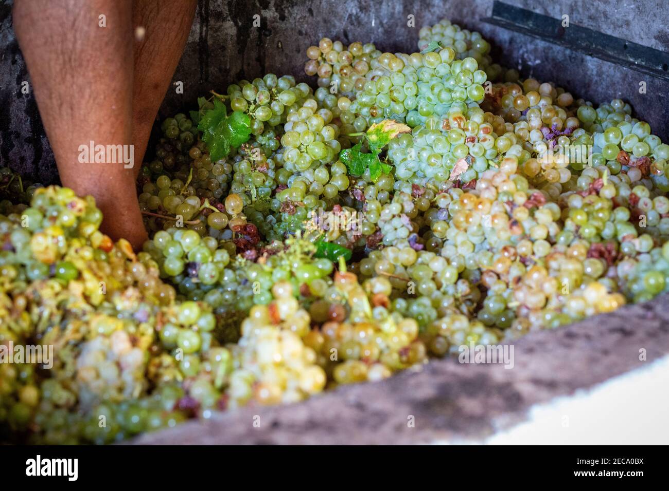 Tradition wine making hires stock photography and images Alamy