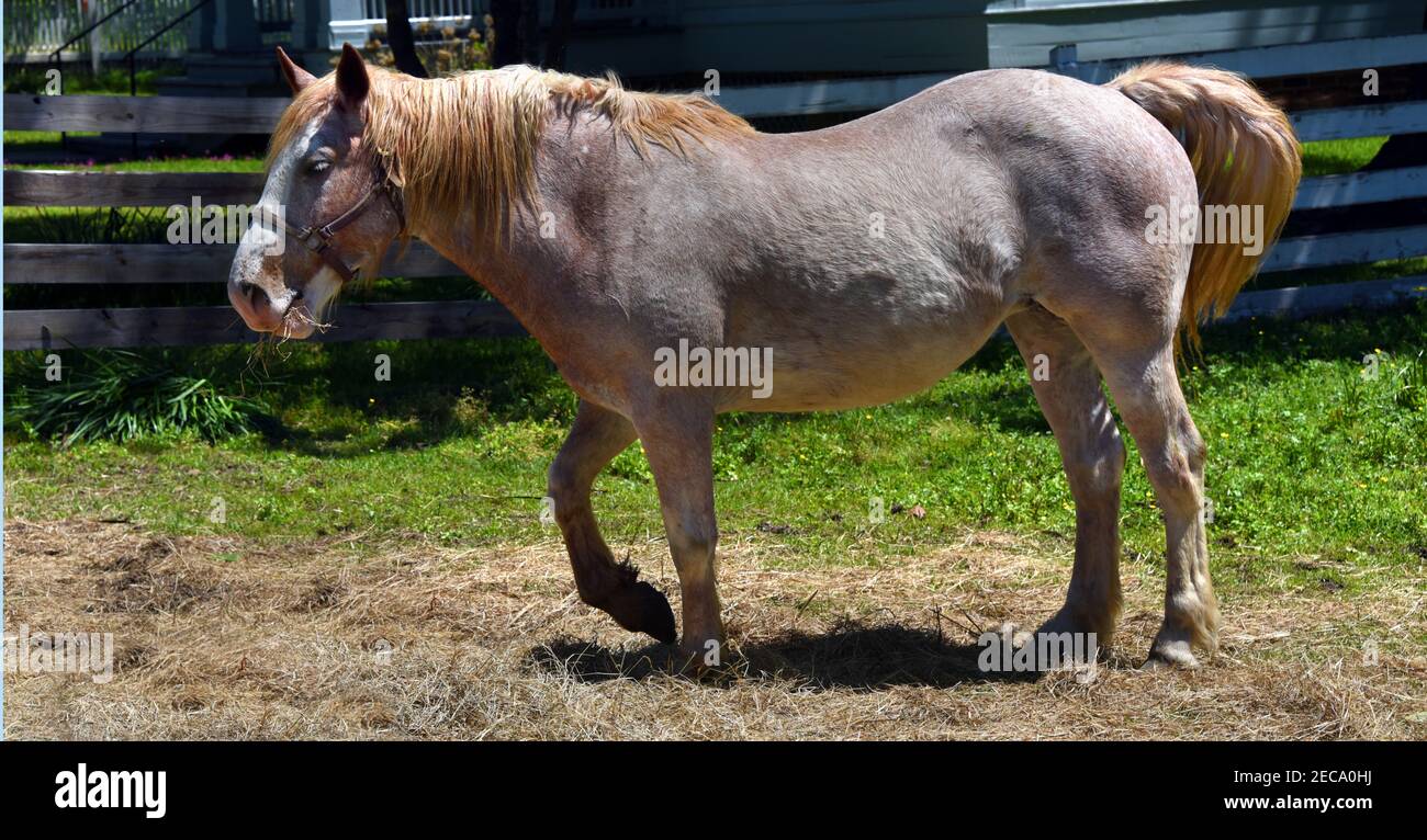 Beautiful brown and white horse paws his pile of hay.  He has some hanging from his mouth.  Ears are pricked and tail is swishing. Stock Photo