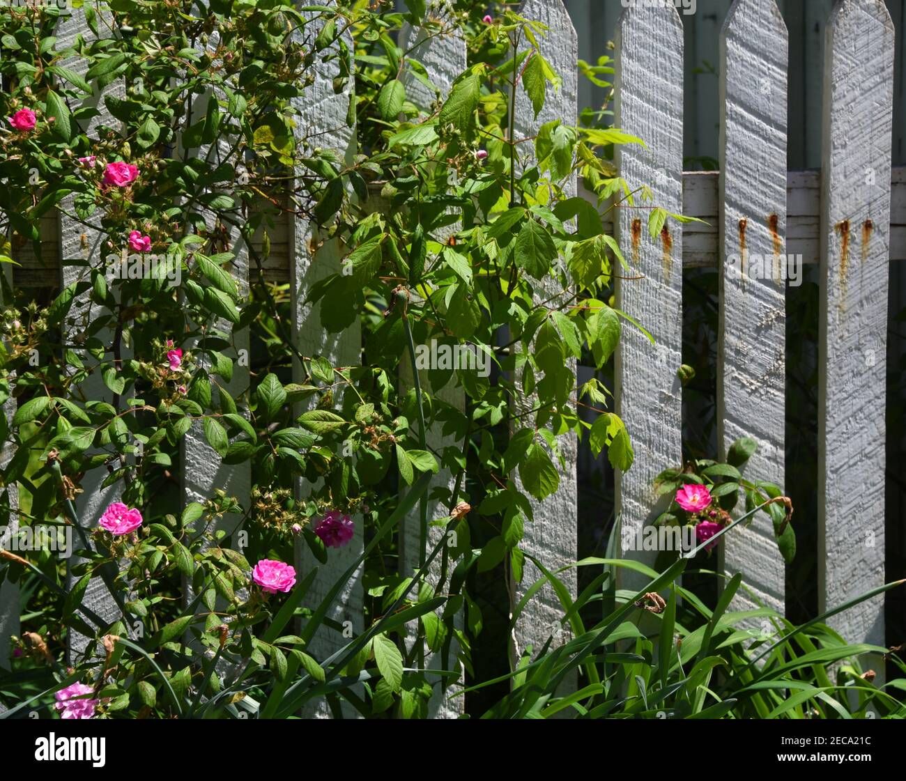 Grow vines on fence hires stock photography and images Alamy