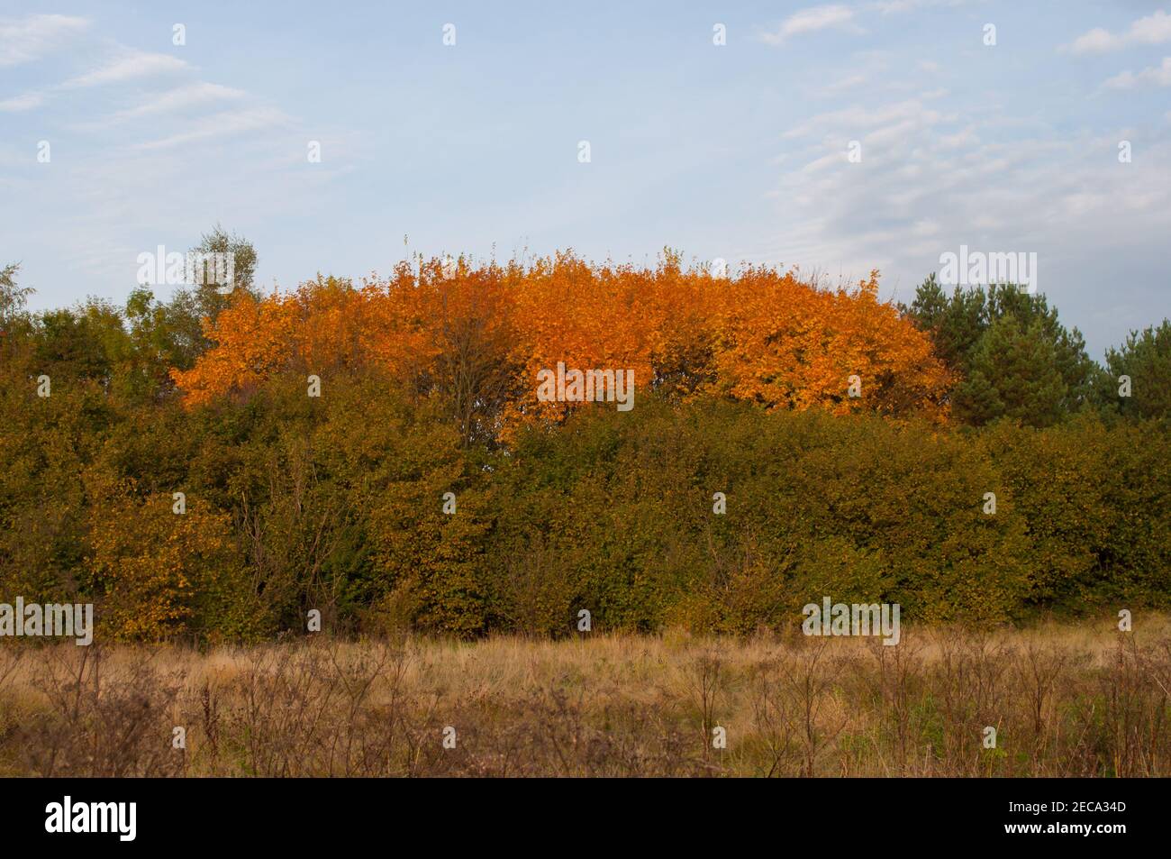 Danish fauna hi-res stock photography and images - Alamy