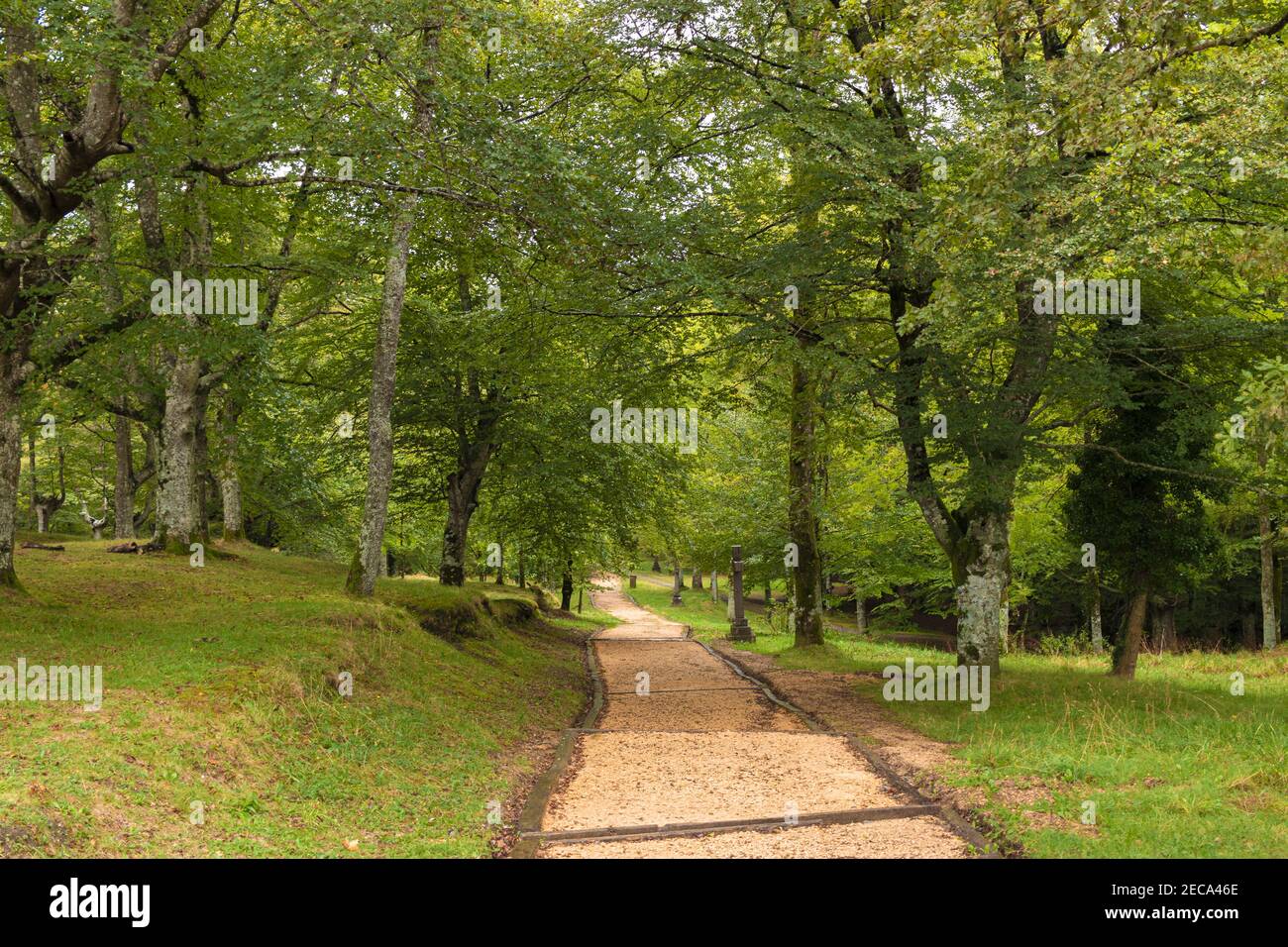 Beautiful pathway amid the green park grass and trees Stock Photo - Alamy