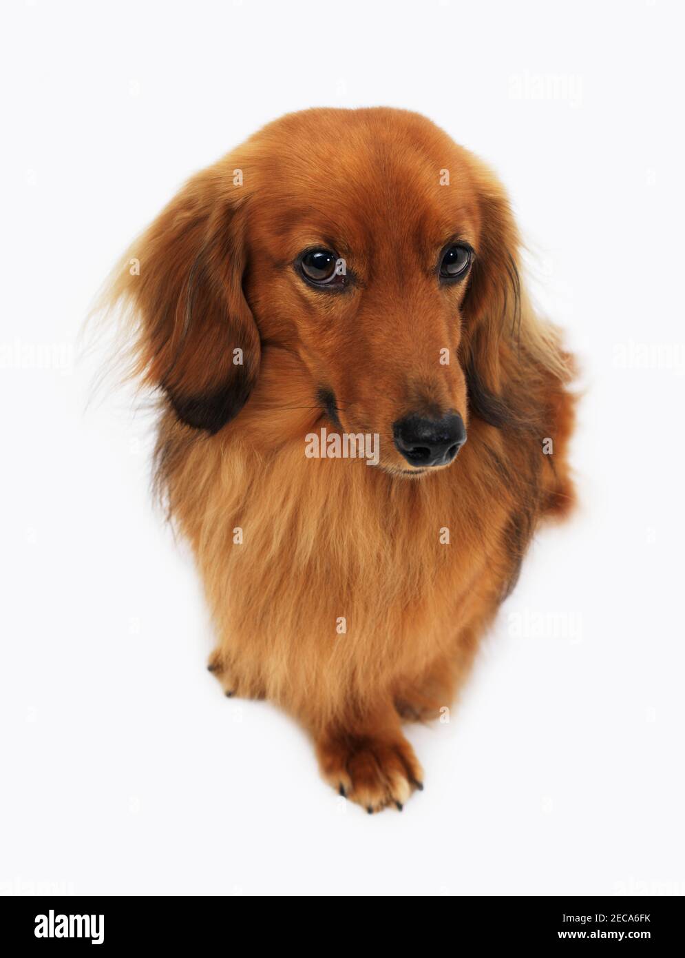 male pedigree Daschund dog on white background looking at camera Stock Photo