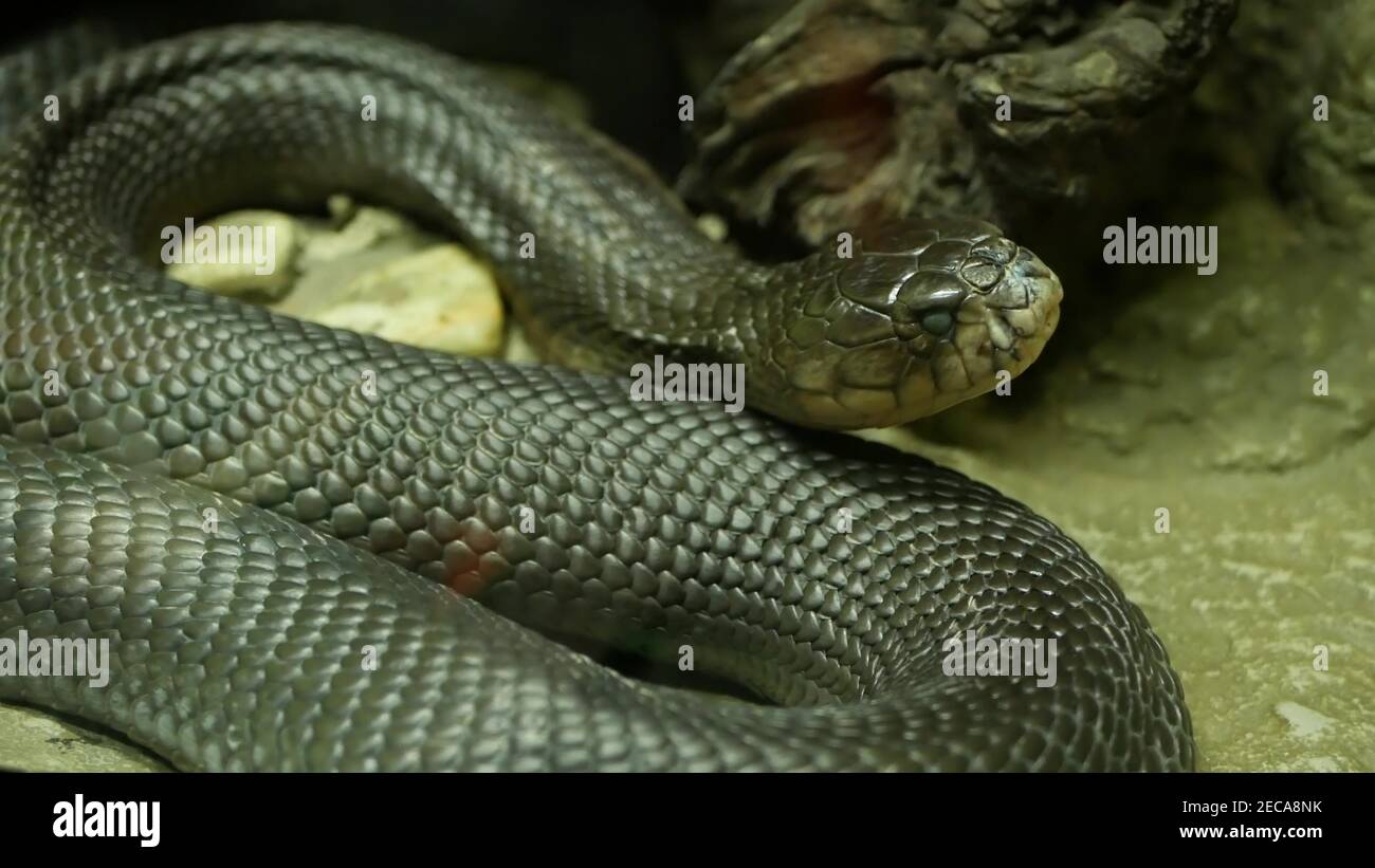 Are Black King Snakes Poisonous