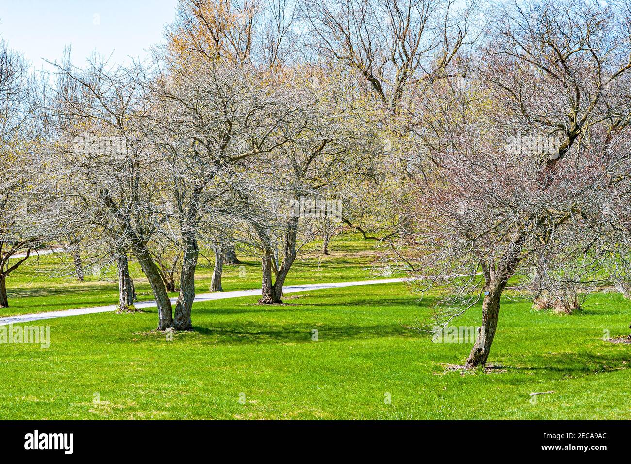 New Growth On Hawthorne Trees Stock Photo Alamy   New Growth On Hawthorne Trees 2ECA9AC 