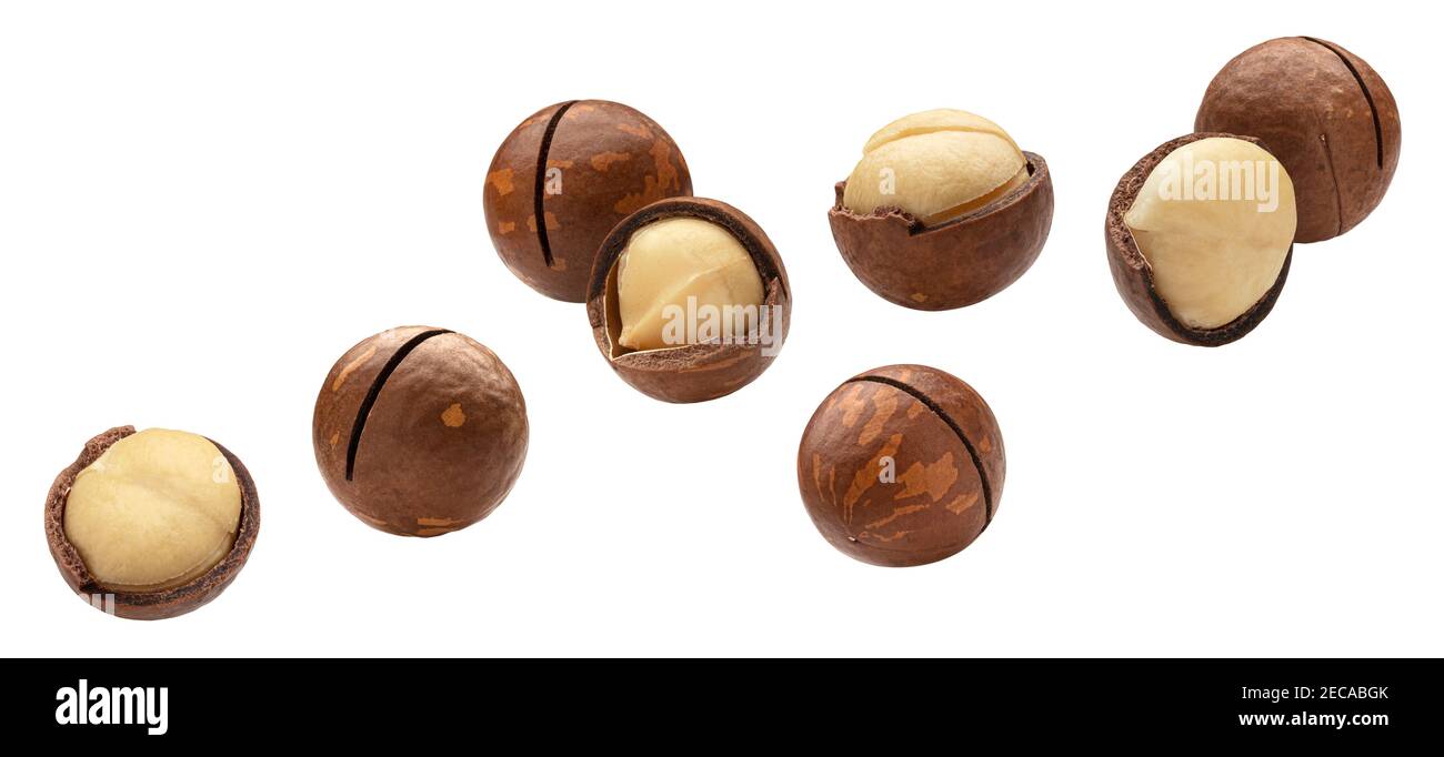 Falling macadamia nuts isolated on white background Stock Photo