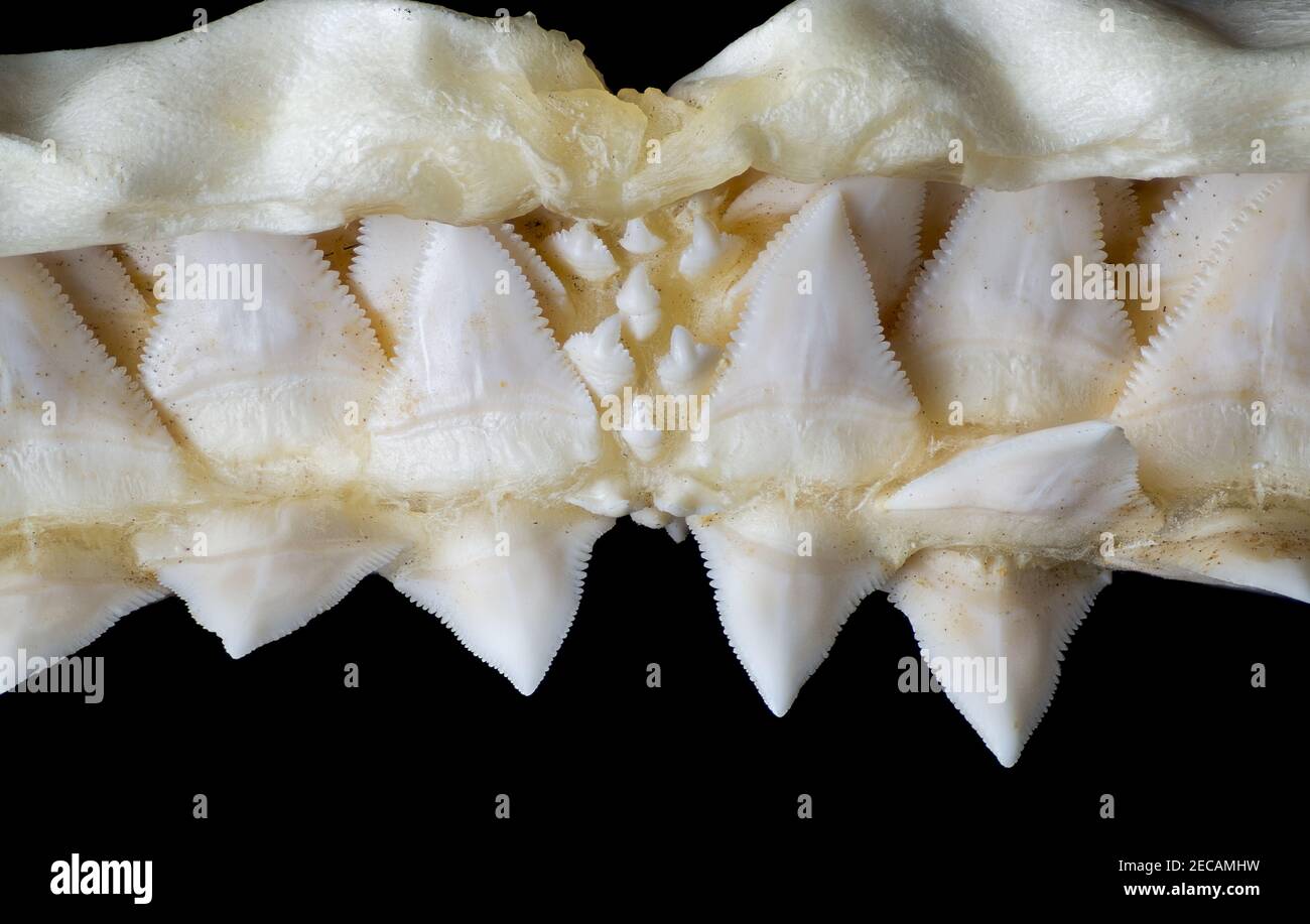 Upper teeth in center of preserved jaw of shark. When the exposed, functional teeth are lost, those in reserve move into position to replace them. Stock Photo