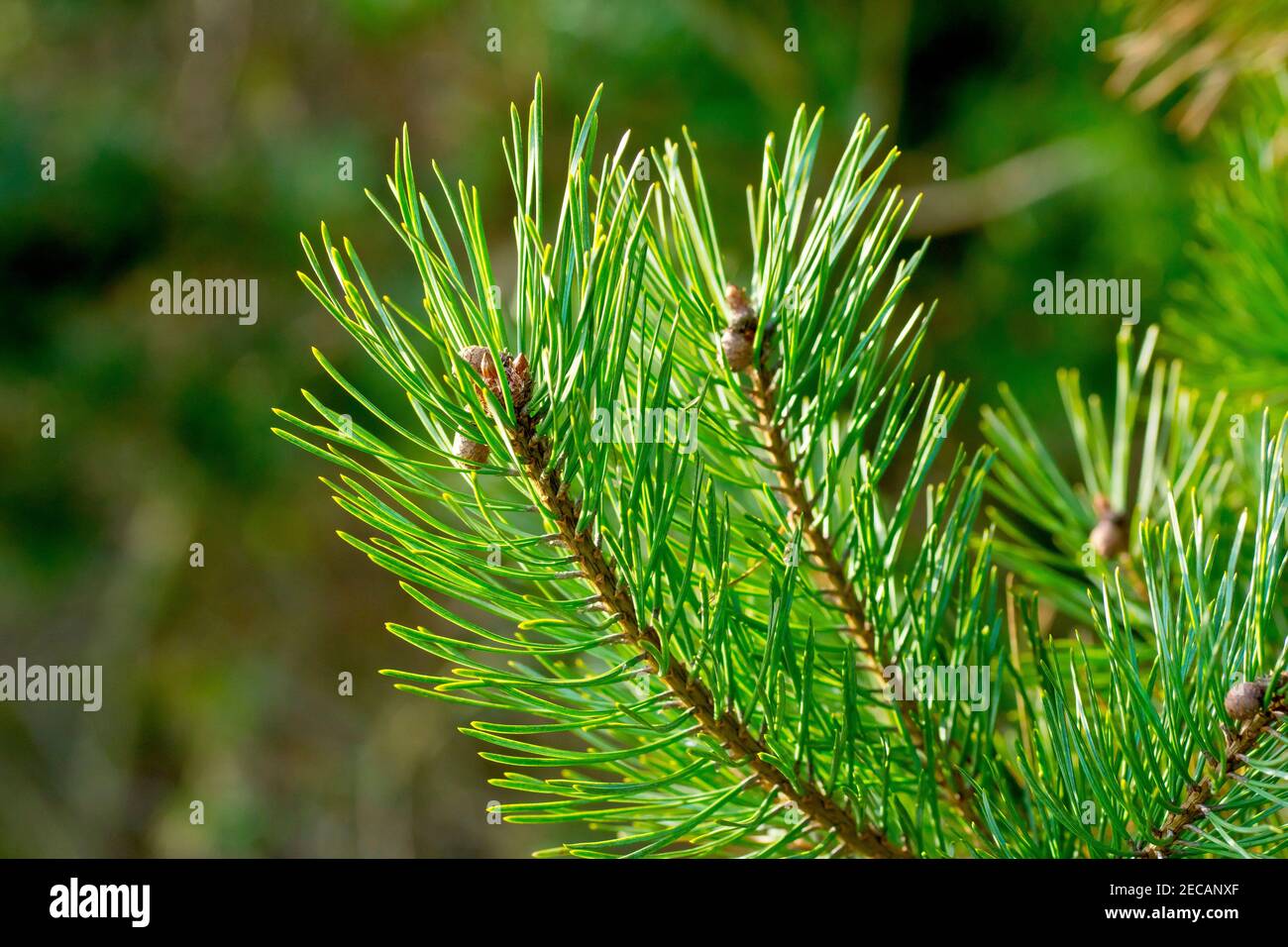 Scots Pine (pinus sylvestris), close up showing the tip of a branch with young immature cones and backlit green needles. Stock Photo