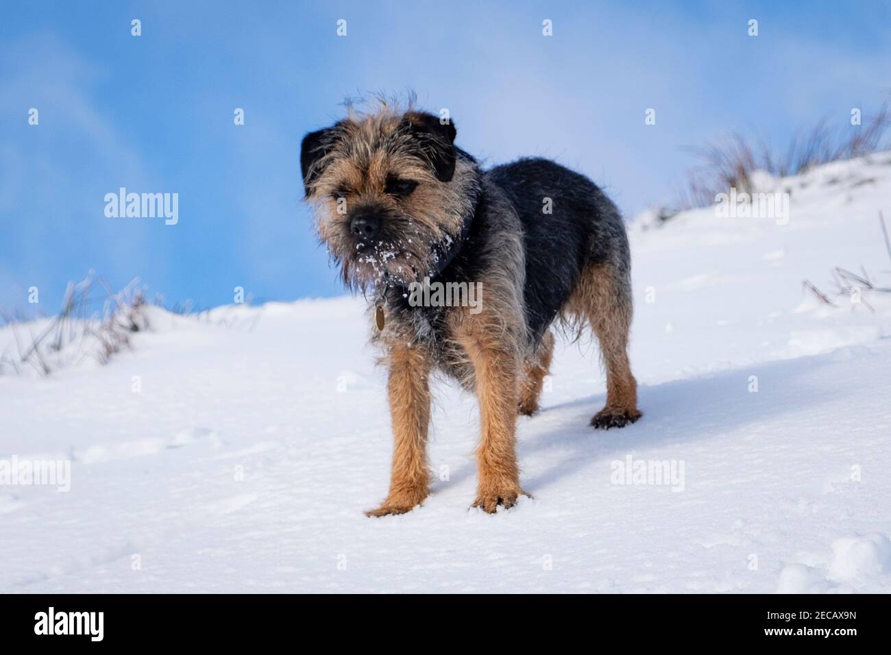 A Blue and Tan Border Terrier Dog. Stock Photo