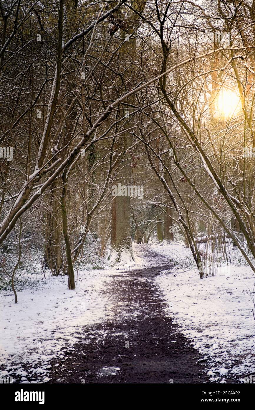 A path through woodland in winter, leafless trees, snow on the ground, low, yellow sun Stock Photo