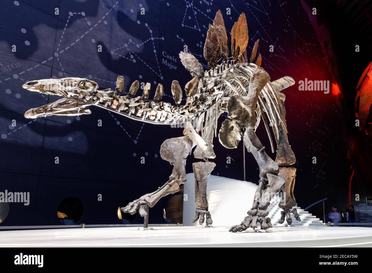 Complete stegosaurus skeleton (named Sophie) displayed at the Earth Hall in the Natural History Museum in London England UK Stock Photo