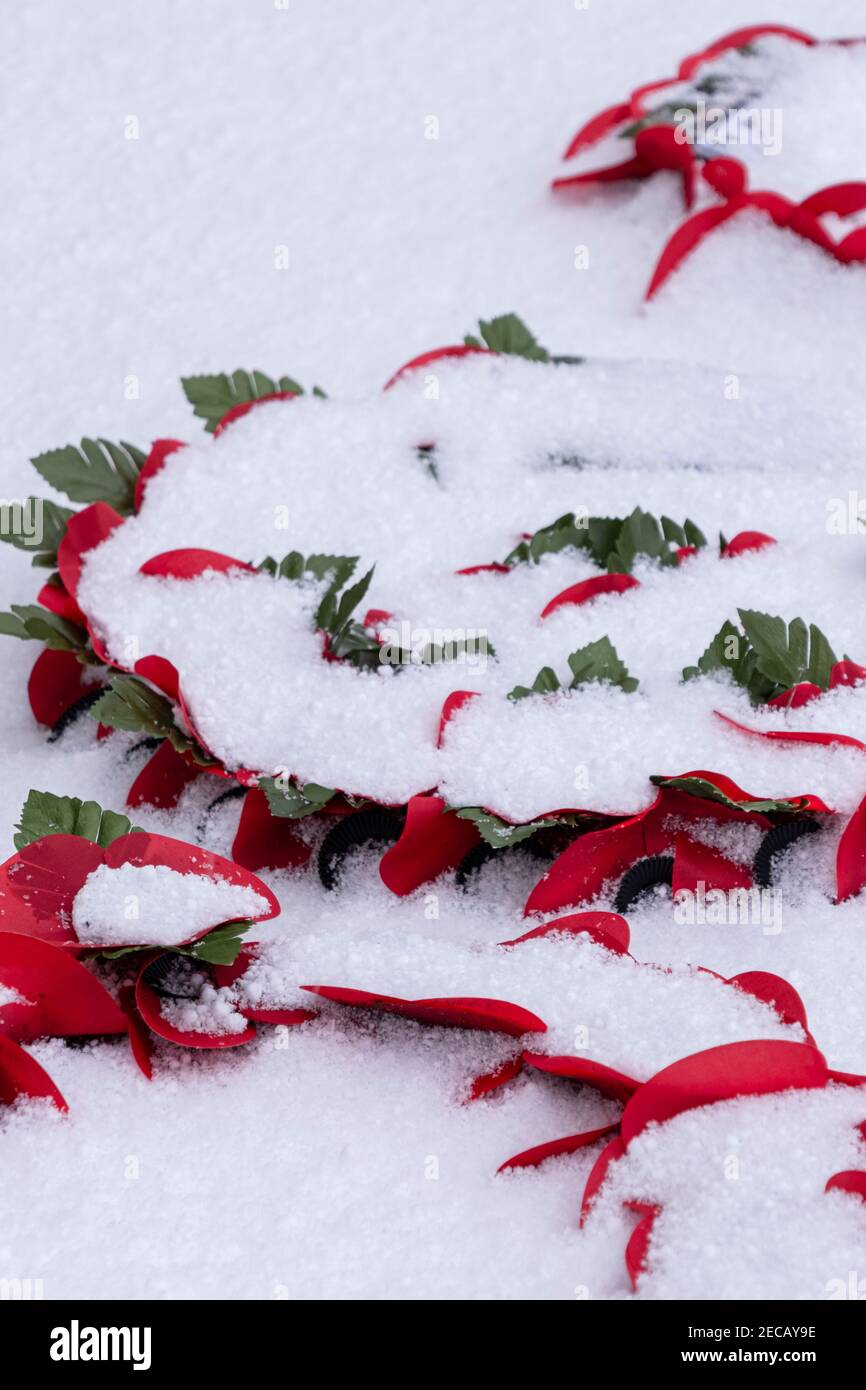 Remembrance Day poppies in winter snow Stock Photo