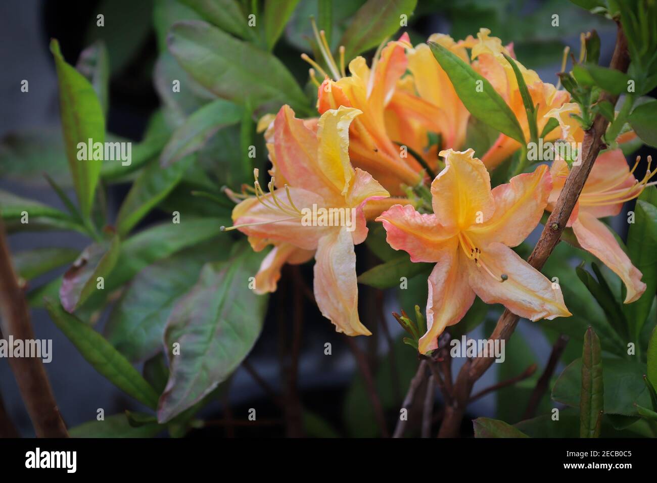Yellow orange azalea blossoms blooming on a woody branch Stock Photo