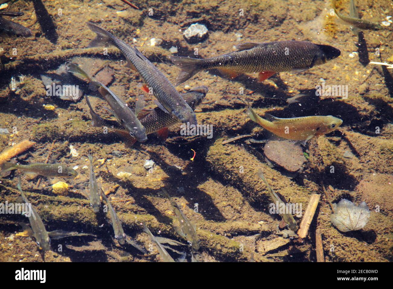 Fish in mountain stream Stock Photo