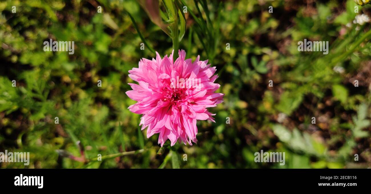 Top view of a purple Dahlia flower blooming in the garden Stock Photo