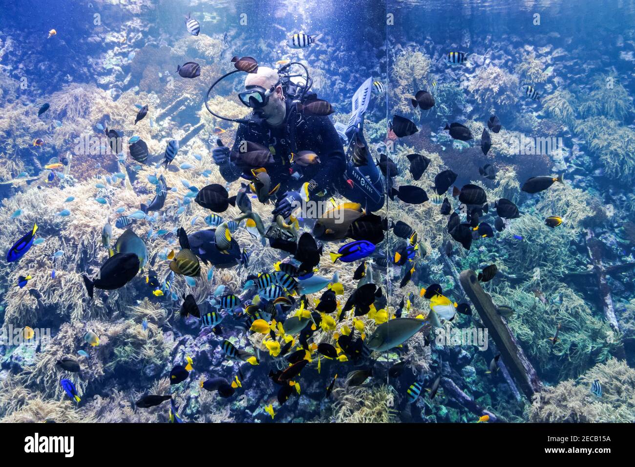 Live fish feeding show at Zoo Antwerpen, Antwerp Zoo, Belgium Stock