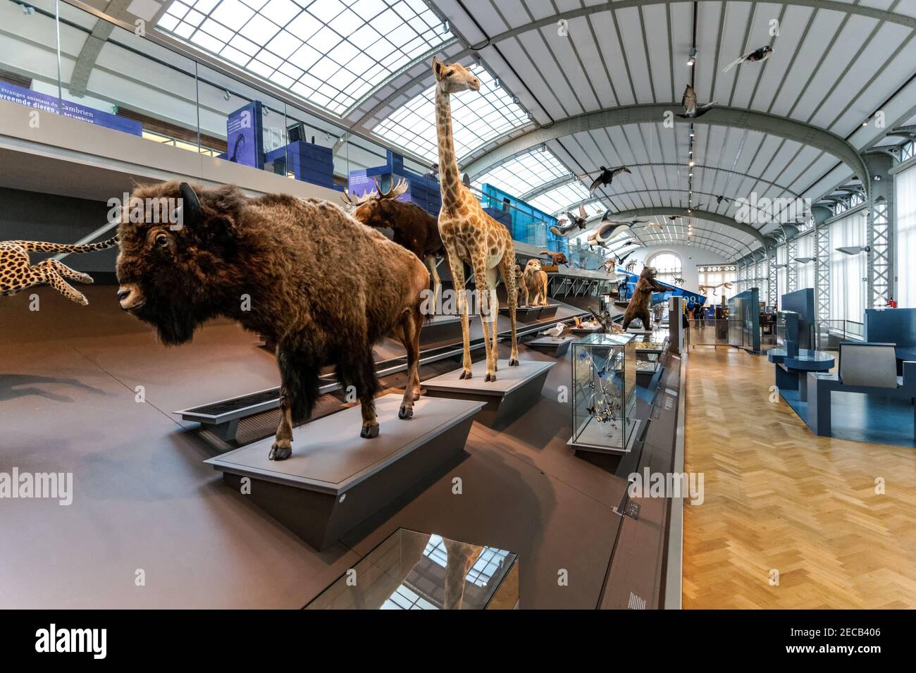 Mammal collection in Museum of Natural Sciences in Brussels, Belgium Stock Photo