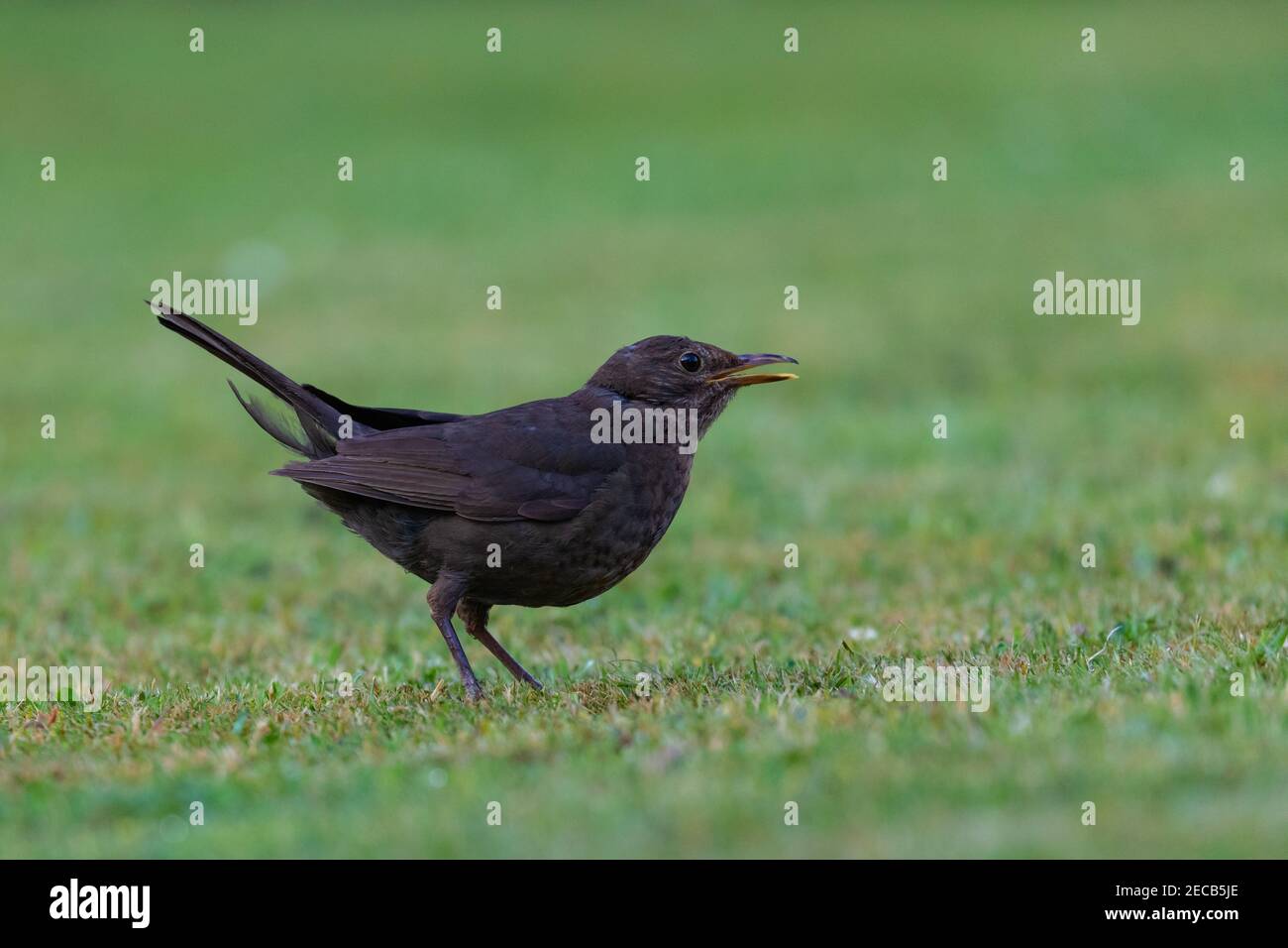 Female Blackbird [ Turdus merula ] on lawn with  very shallow depth of field Stock Photo