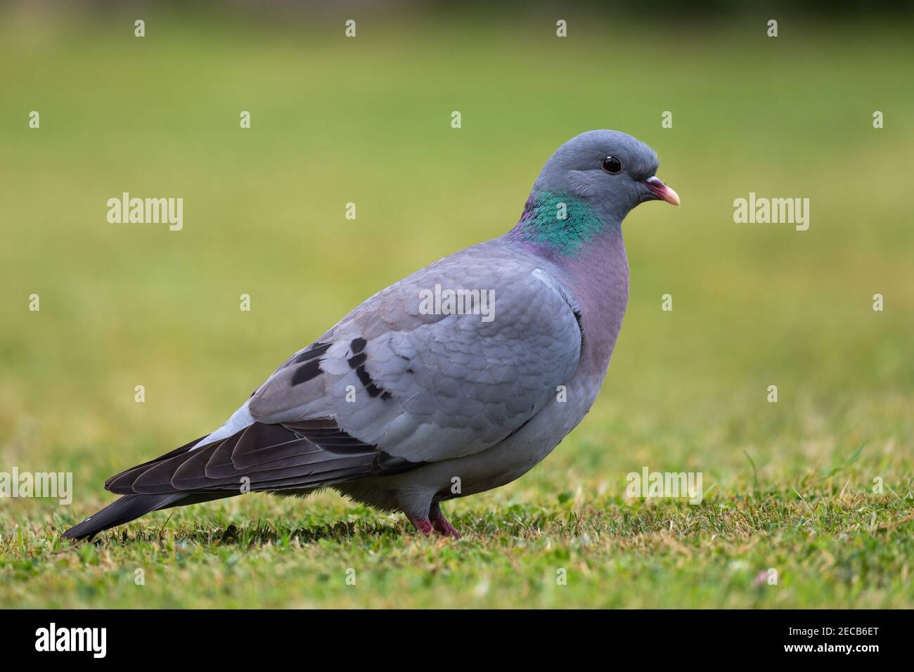 Stock Dove [ Columba oenas ] on lawn with very shallow depth of field Stock Photo
