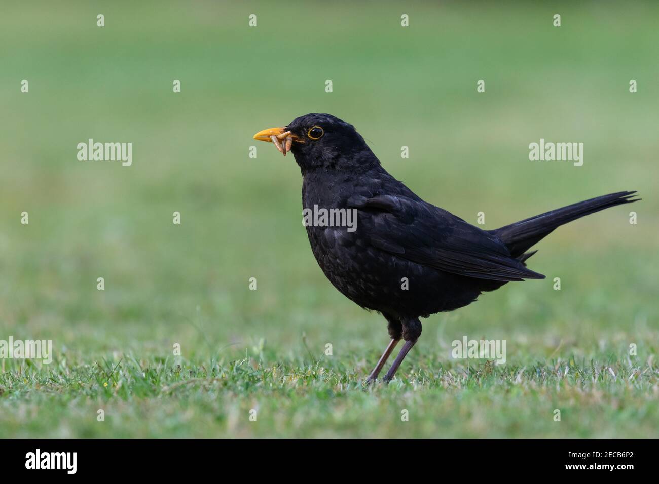 Male Blackbird [ Turdus merula ] on lawn with mealworms in its beak and   very shallow depth of field Stock Photo