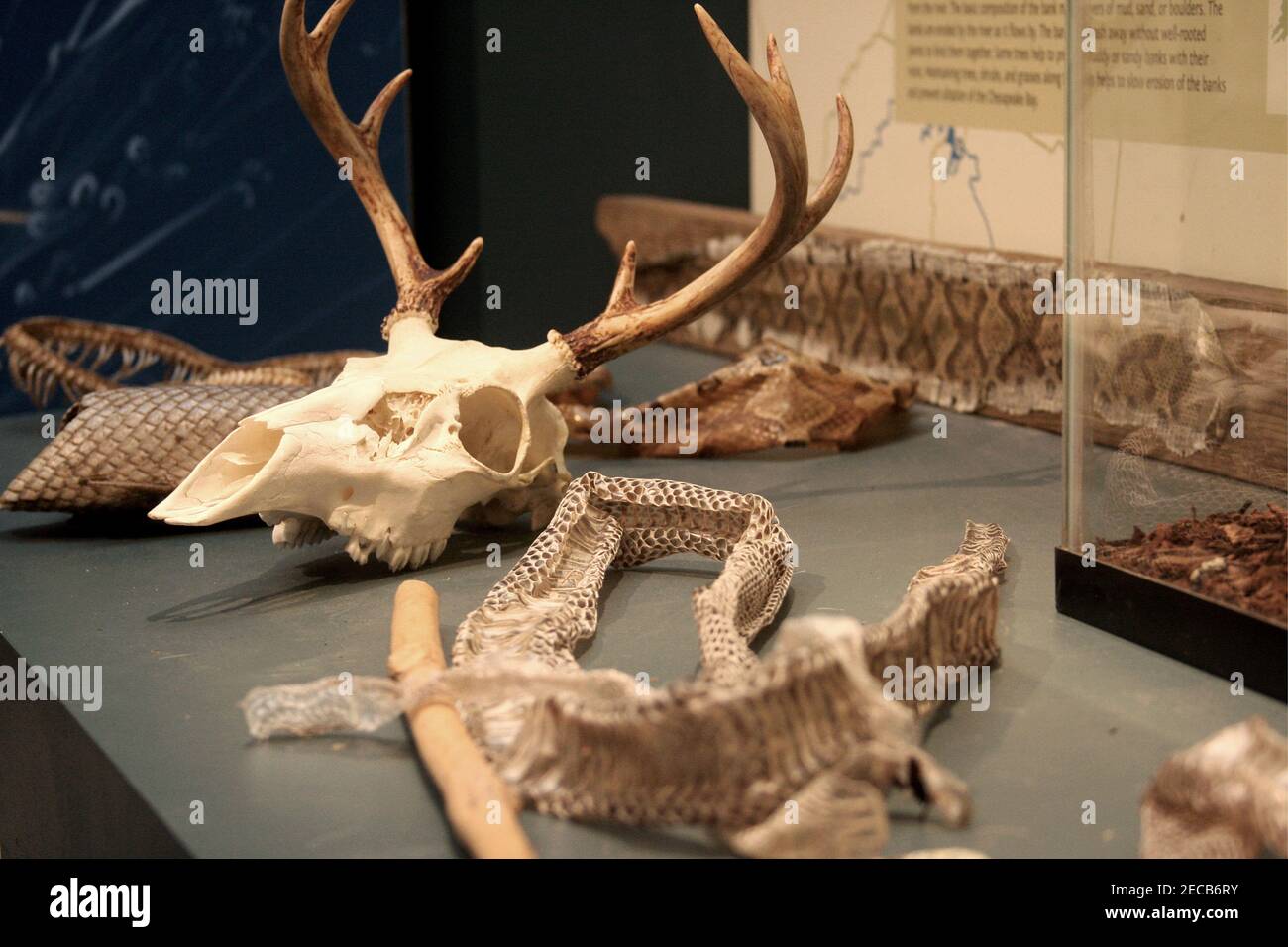 Snake skin and stag skull displayed at a nature center in Virginia, USA Stock Photo