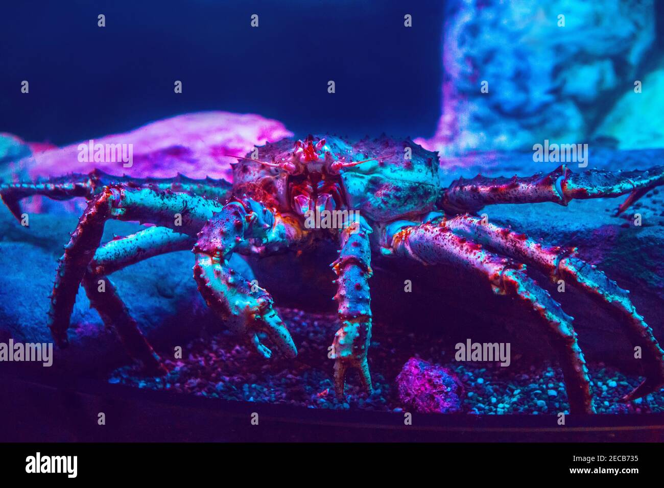 Giant crab lobster in blue red neon light under water in aquarium. Sea ocean marine wildlife animal with claws crawling on ground in water. Underwater Stock Photo