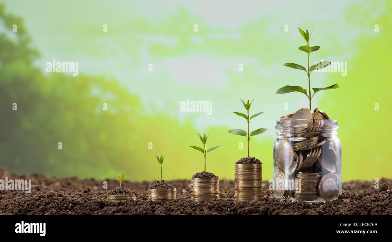 Young plants grow on the coins. Money Business success growing concept Stock Photo