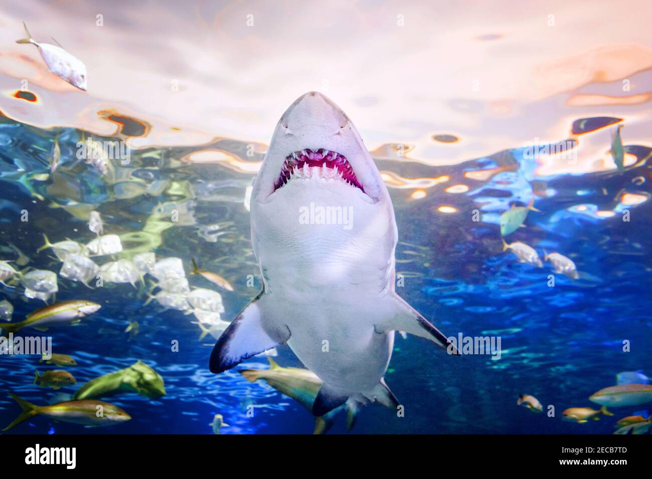 Giant scary shark with big teeth mouth under water in aquarium. Sea ocean marine wildlife predator dangerous animal swimming in blue water. Underwater Stock Photo