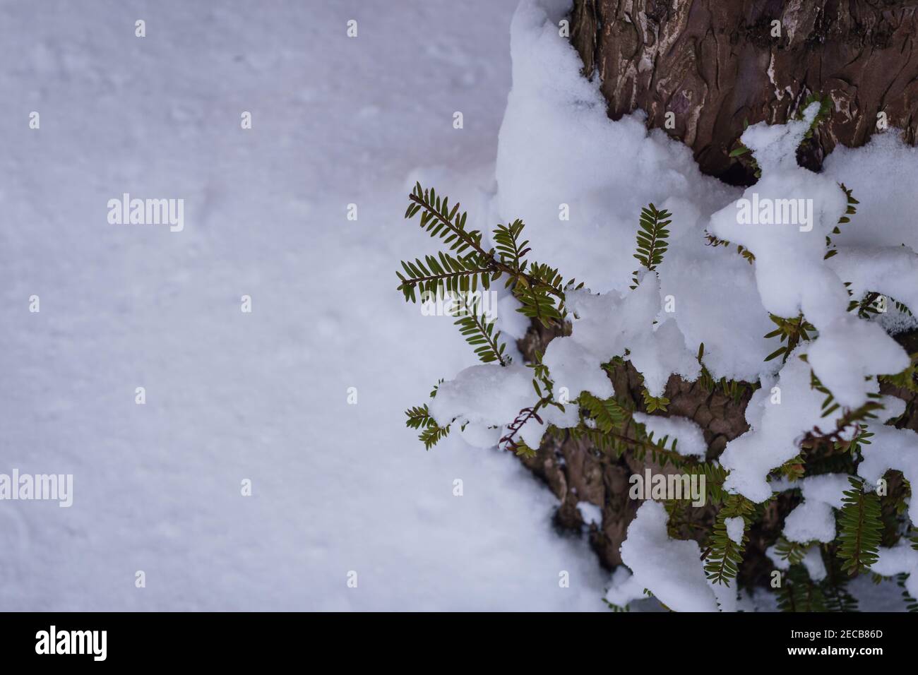snow on fir branches on a tree trunk Stock Photo