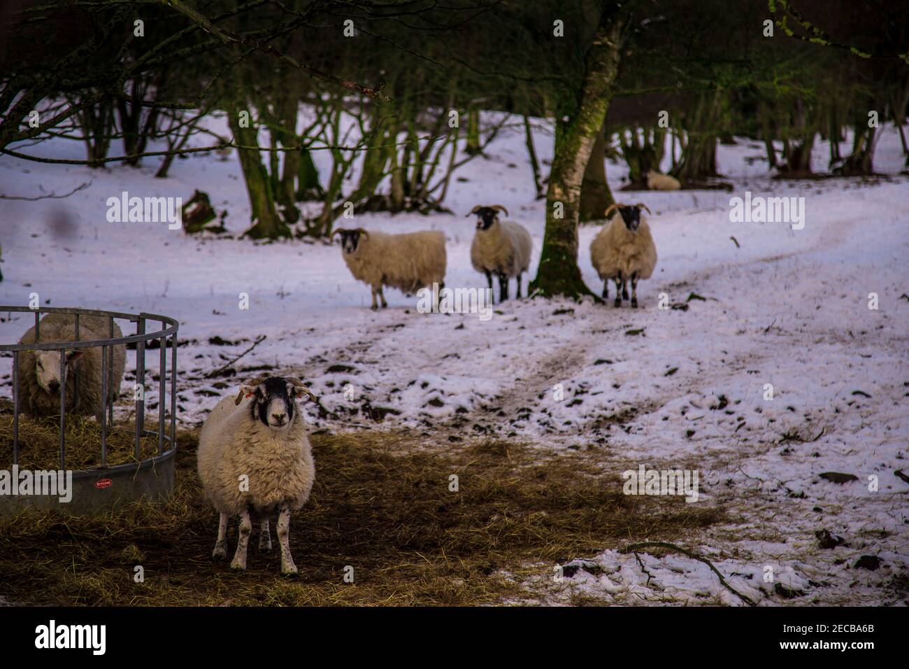 banff scotland sheep Stock Photo