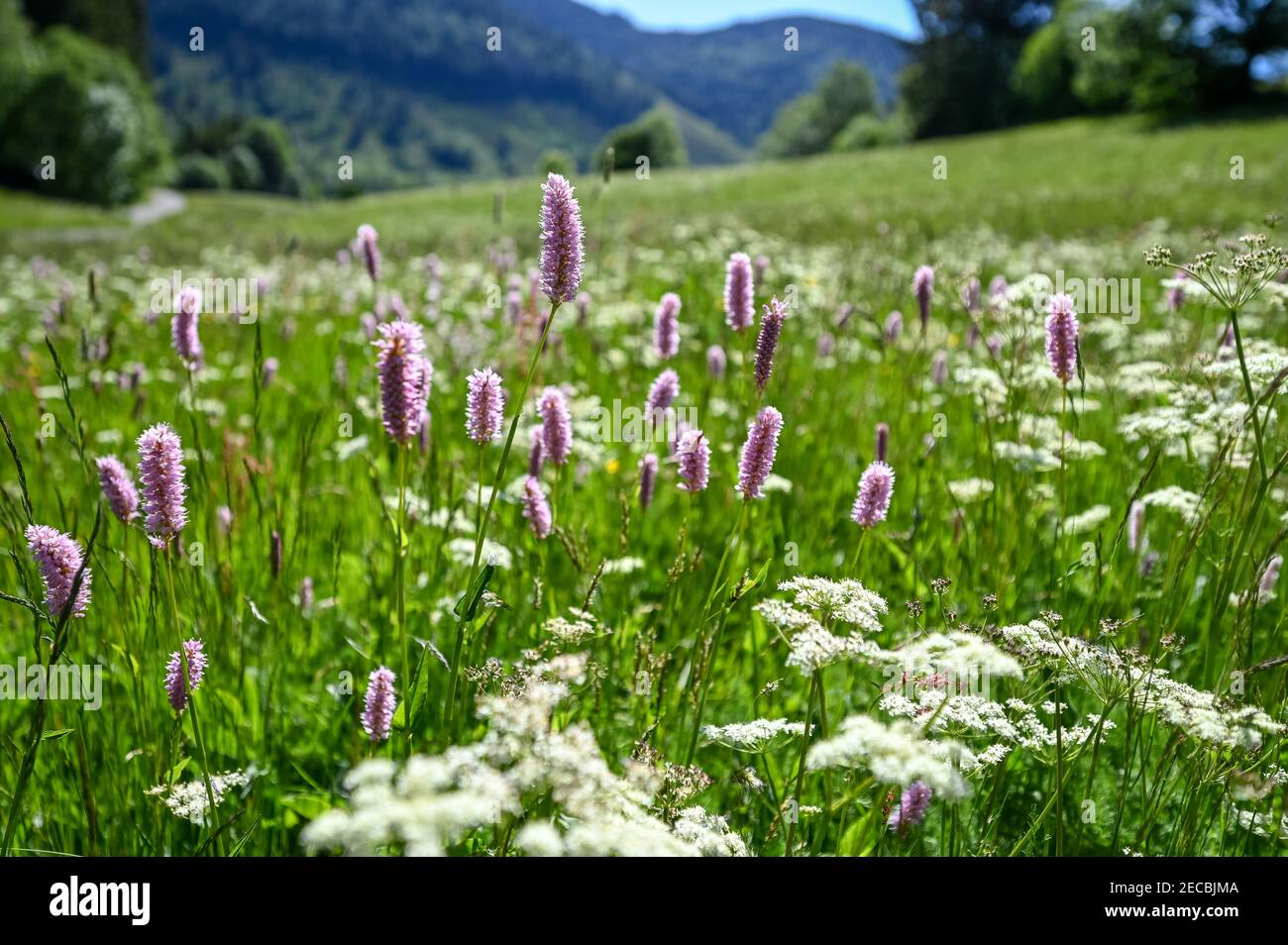 A field of the flower persicaria on a sunny day Stock Photo