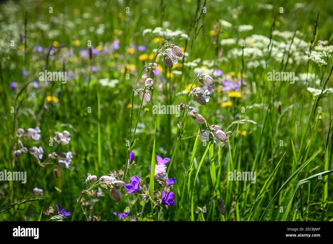 The flower Silene Vulgaris in a grass field close up Stock Photo