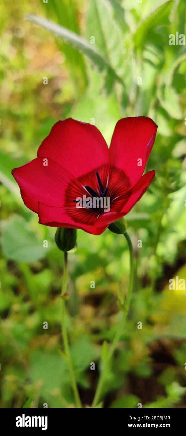 Beautiful crimson flax flower growing in the garden Stock Photo