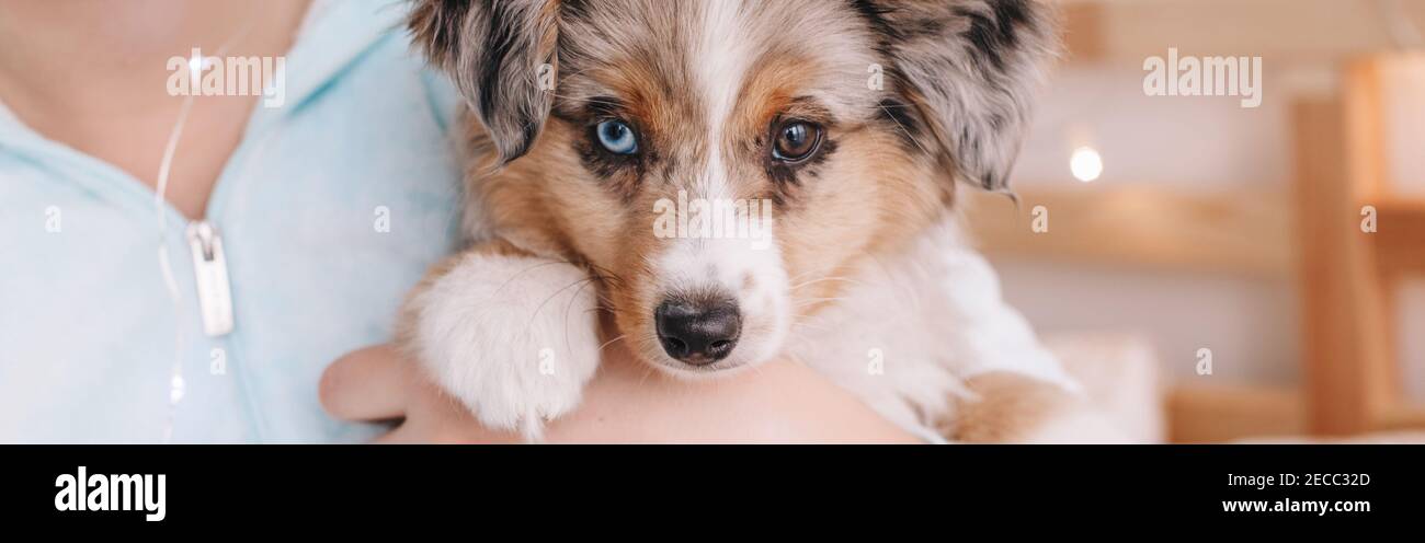 Closeup of cute adorable miniature Australian shepherd puppy. Pet owner holding animal dog on hands arms. Home domestic life together with furry dog Stock Photo