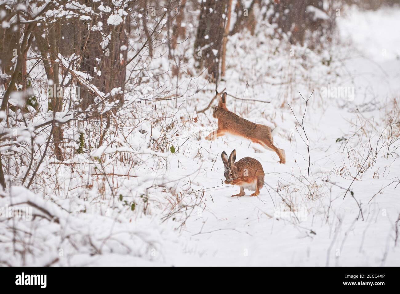 Snow rabbit running hires stock photography and images Alamy