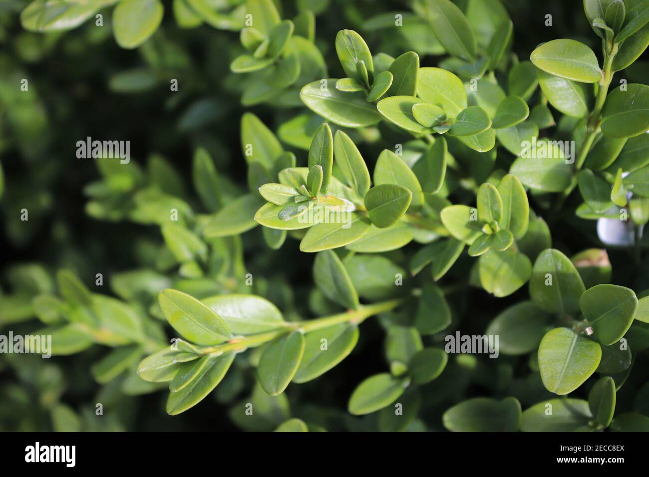 Green boxwood hires stock photography and images Alamy
