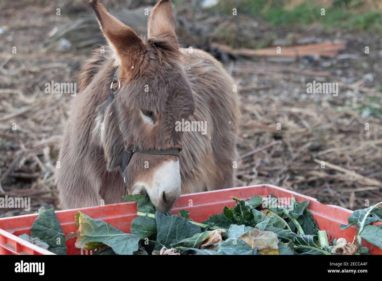 Young female donkey eating cabbage leaves Stock Photo