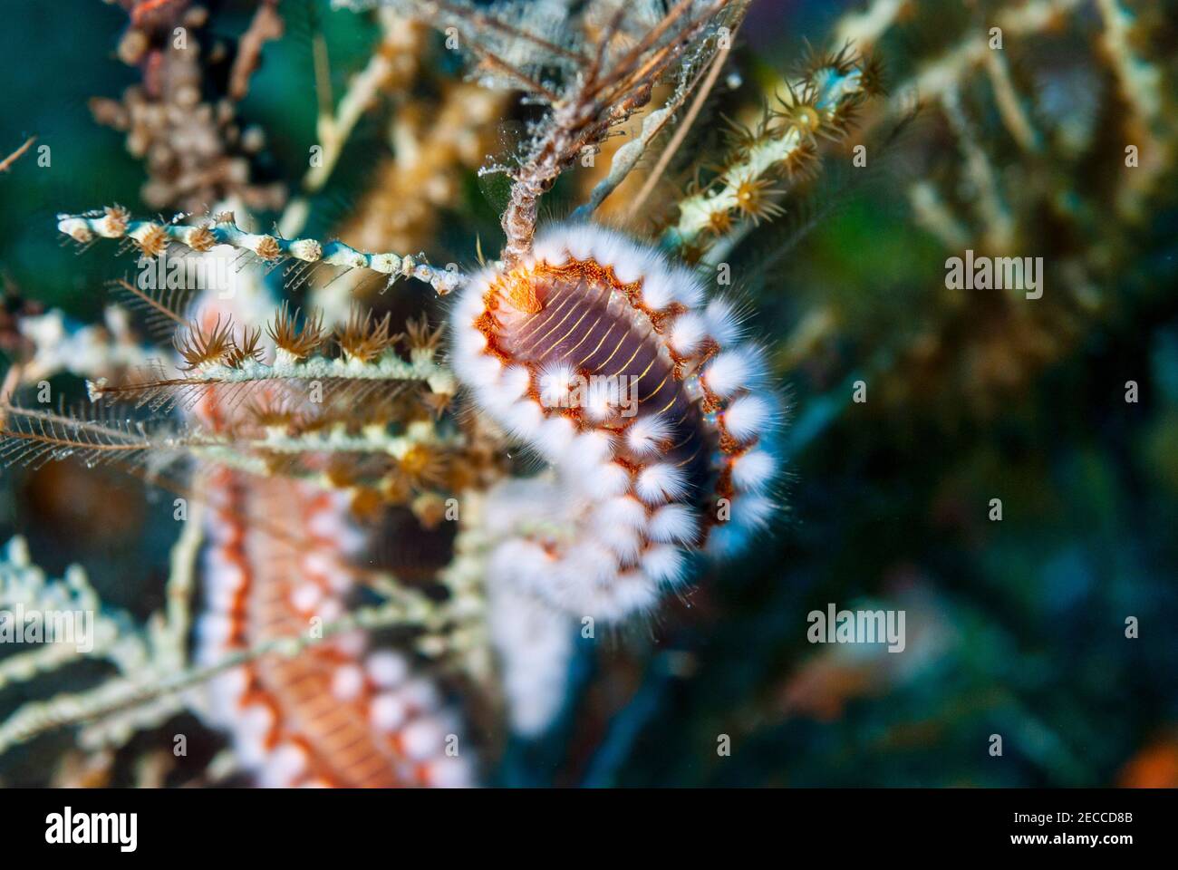 Bearded Fireworm looking for food in coral Stock Photo