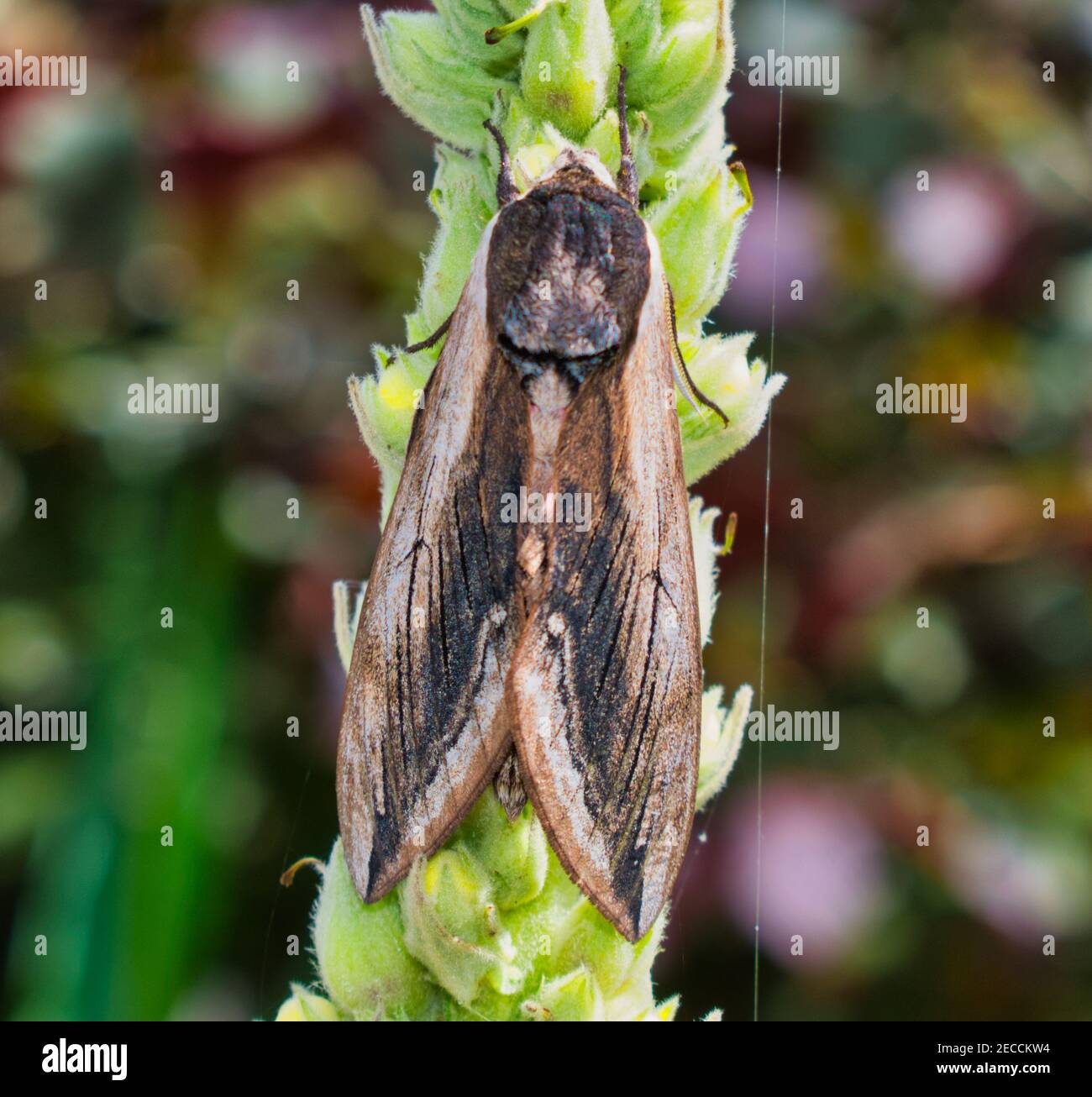 Privet Hawk-moth on Mullein plant Stock Photo