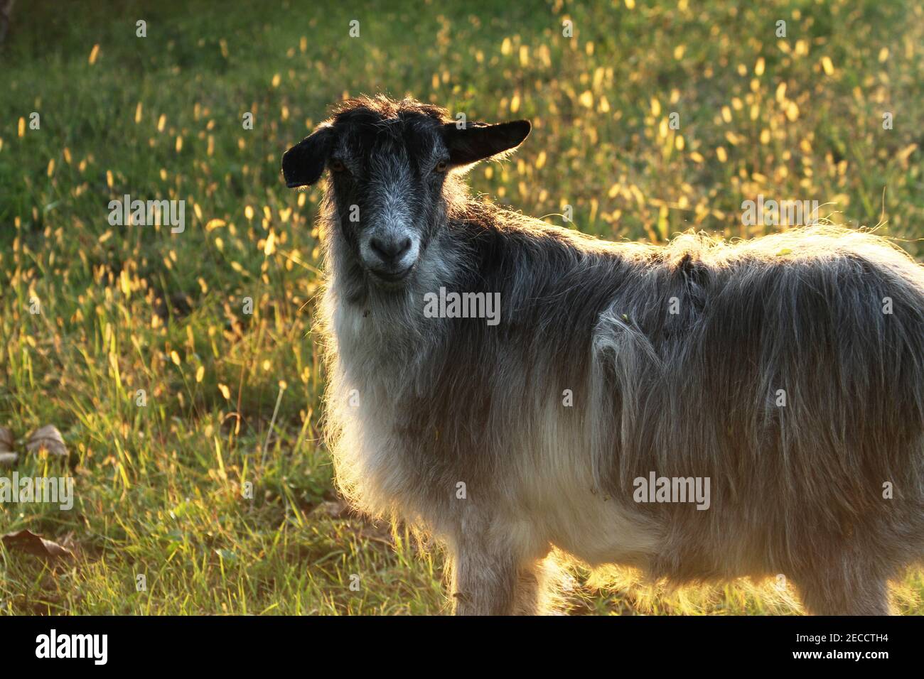 A domesticated goat in Romania Stock Photo