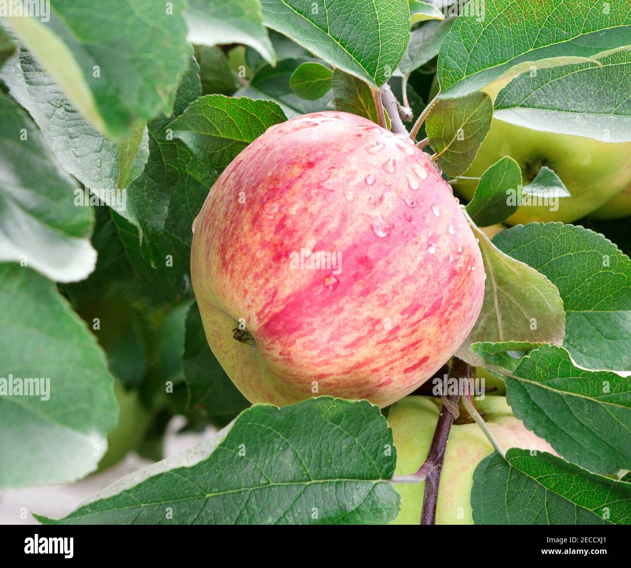 Apple tree with ripe apple fruit. Ripe apples growing on apple tree branch. Apple on tree after rain, close-up. Stock Photo