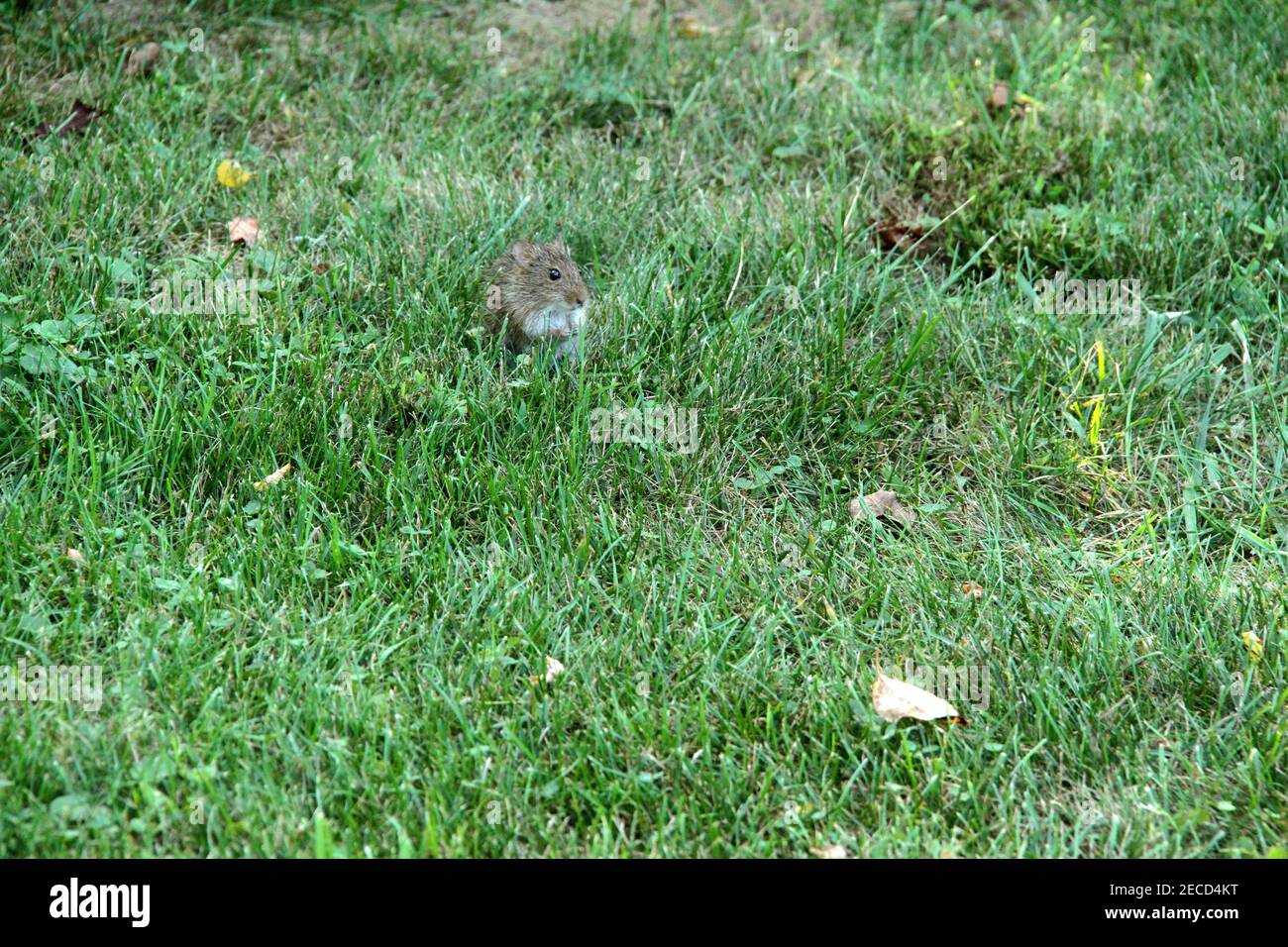 A meadow vole in Virginia, USA Stock Photo